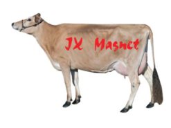 jx magnet