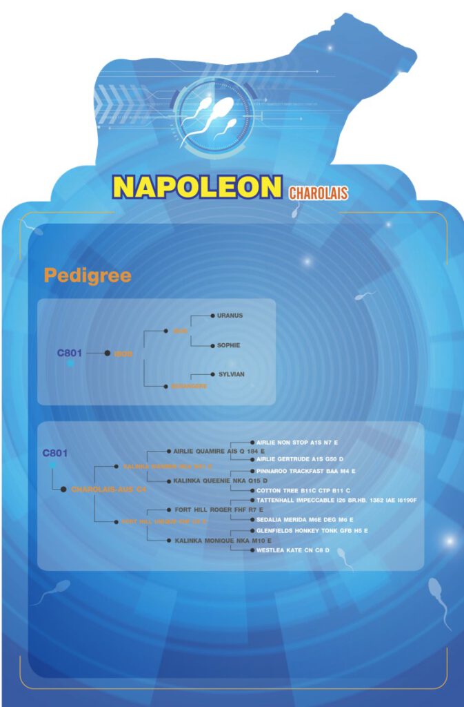 napoleonDetail2
