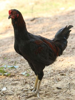 cpf-chicken-3type (1)