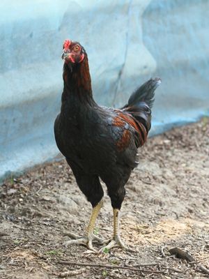 cpf-chicken-3type (7)